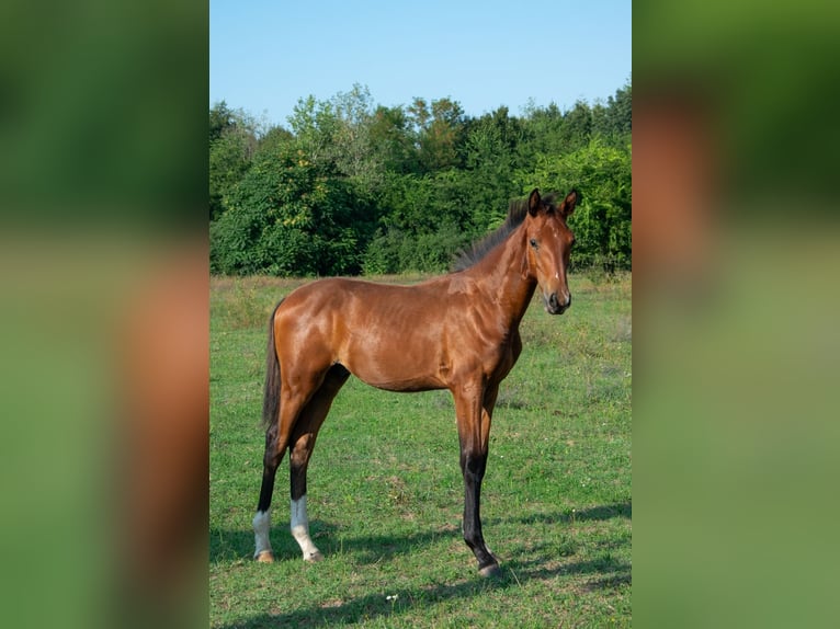 Cheval de sport hongrois Étalon Poulain (01/2024) 153 cm Bai cerise in Vác