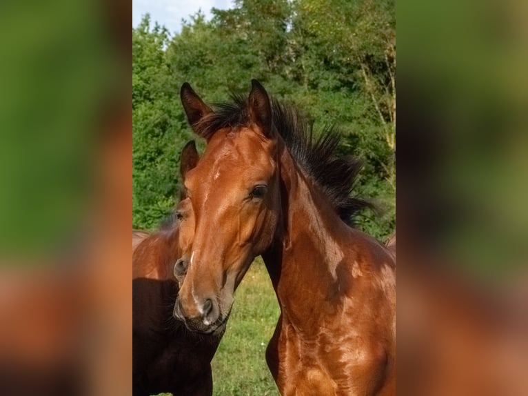 Cheval de sport hongrois Étalon Poulain (01/2024) 153 cm Bai cerise in Vác