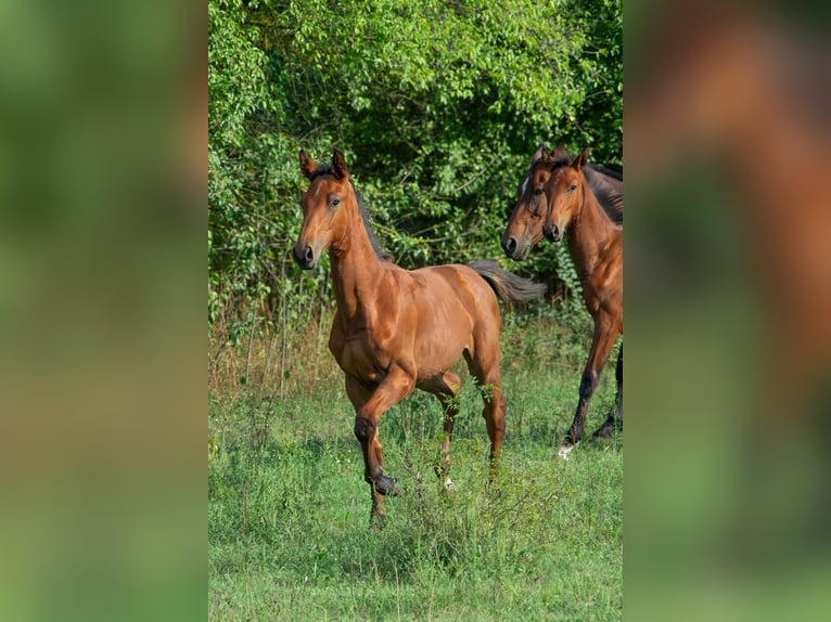 Cheval de sport hongrois Étalon Poulain (01/2024) 155 cm Bai cerise in Vác