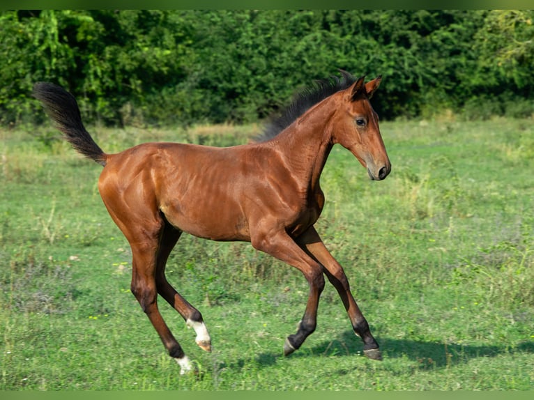 Cheval de sport hongrois Étalon Poulain (01/2024) 155 cm Bai cerise in Vác