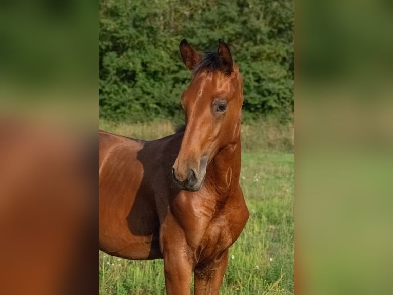 Cheval de sport hongrois Étalon Poulain (01/2024) 155 cm Bai cerise in Vác