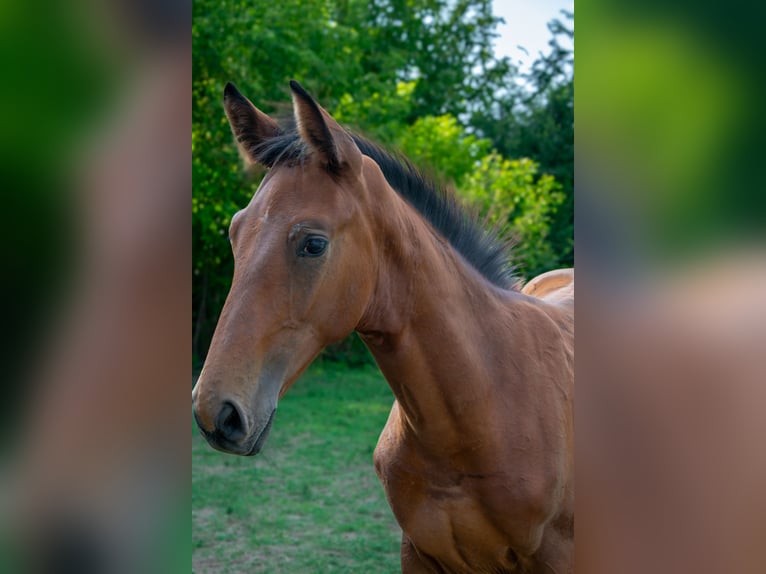 Cheval de sport hongrois Étalon Poulain (01/2024) 155 cm Bai cerise in Vác