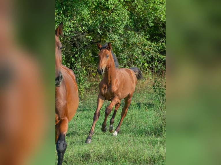 Cheval de sport hongrois Étalon Poulain (01/2024) 155 cm Bai cerise in Vác