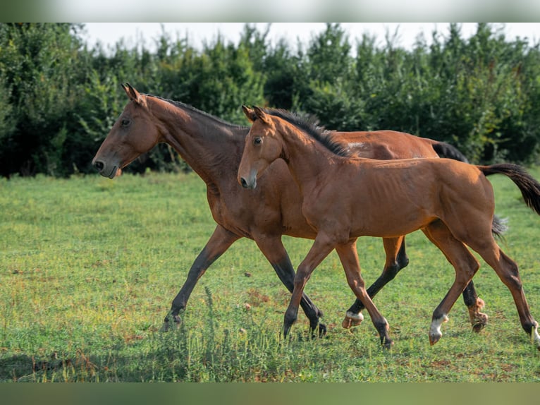 Cheval de sport hongrois Étalon Poulain (01/2024) 155 cm Bai cerise in Vác