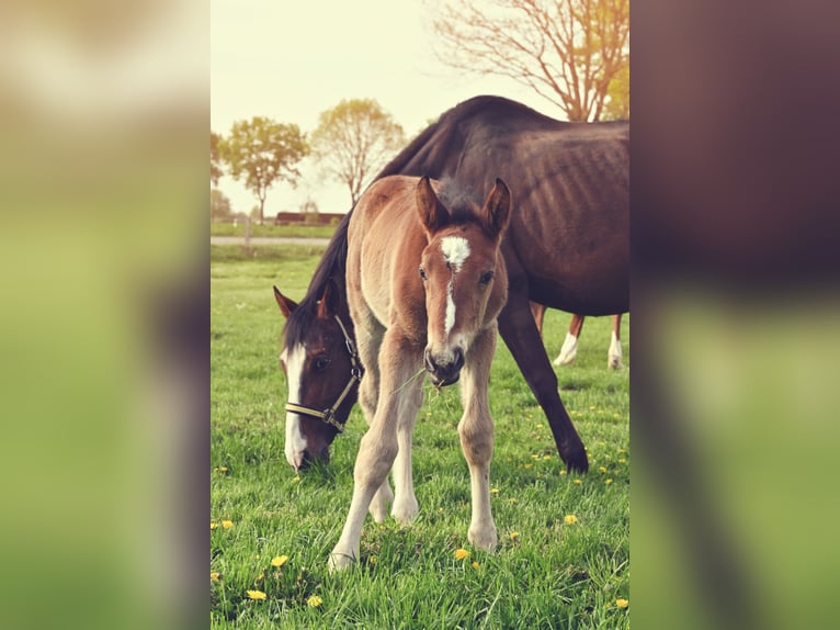 Cheval de sport hongrois Croisé Étalon  Bai clair in Herzlake