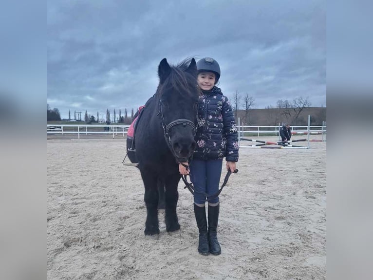 Cheval de sport hongrois Hongre 10 Ans 115 cm Noir in Matzersdorf