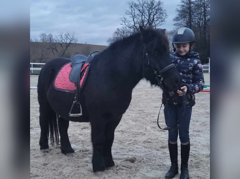 Cheval de sport hongrois Hongre 10 Ans 115 cm Noir in Matzersdorf