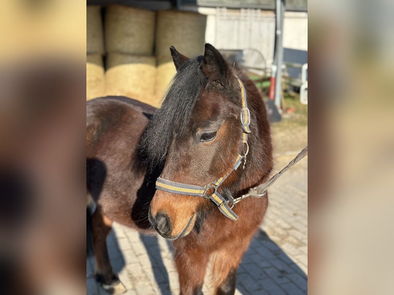 Cheval de sport hongrois Hongre 10 Ans 118 cm Bai in Göppingen