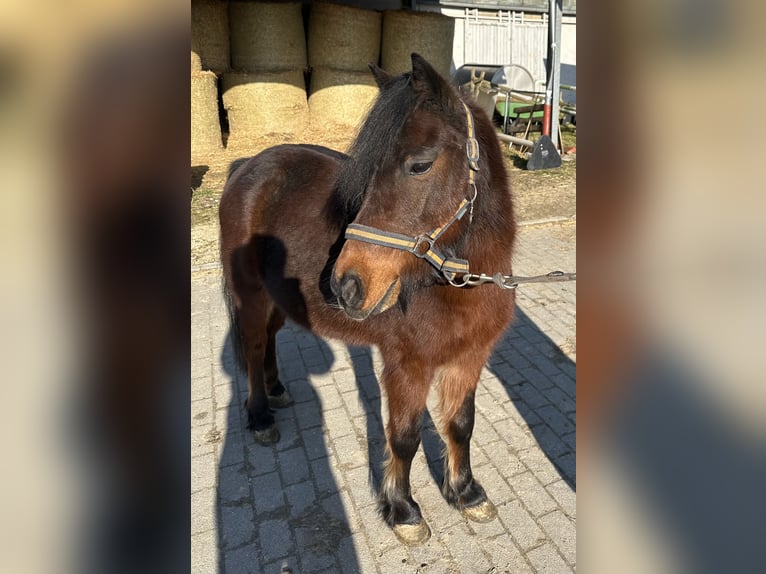 Cheval de sport hongrois Hongre 10 Ans 118 cm Bai in Göppingen