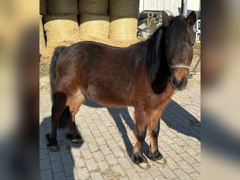 Cheval de sport hongrois Hongre 10 Ans 118 cm Bai in Göppingen