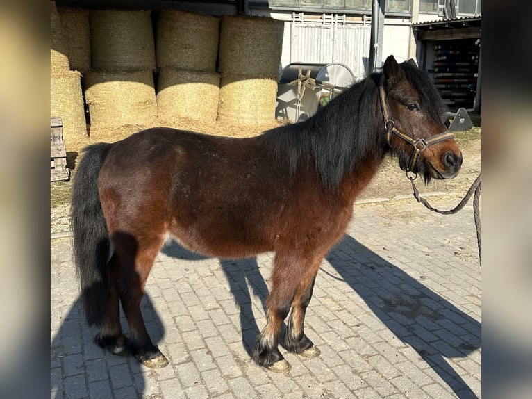 Cheval de sport hongrois Hongre 10 Ans 118 cm Bai in Göppingen