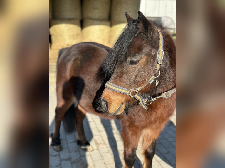 Cheval de sport hongrois Hongre 10 Ans 118 cm Bai in Göppingen