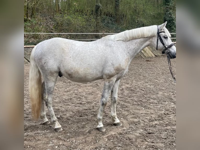 Cheval de sport hongrois Hongre 10 Ans 150 cm Gris moucheté in Berlin