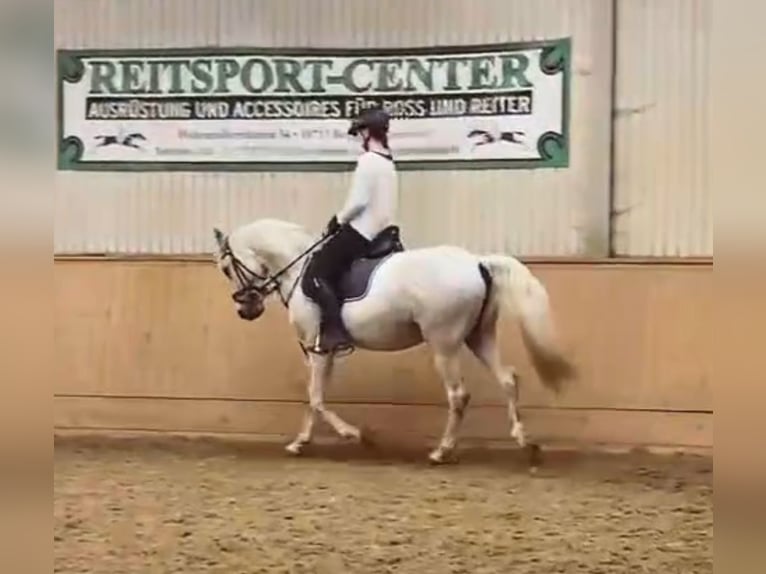 Cheval de sport hongrois Hongre 10 Ans 150 cm Gris moucheté in Berlin