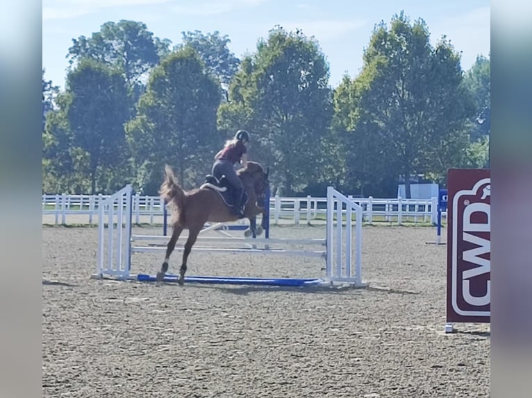 Cheval de sport hongrois Hongre 10 Ans 155 cm Alezan in Breitenfurt bei Wien