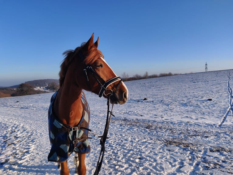 Cheval de sport hongrois Hongre 10 Ans 155 cm Alezan in Breitenfurt bei Wien