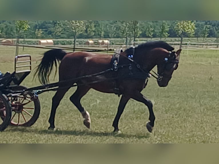 Cheval de sport hongrois Hongre 10 Ans 158 cm Bai cerise in Tass