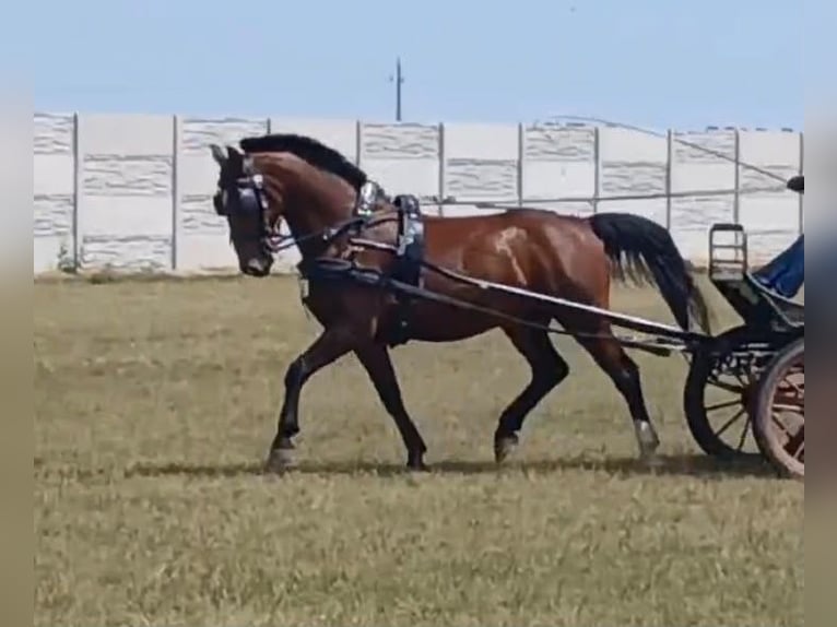 Cheval de sport hongrois Hongre 10 Ans 158 cm Bai cerise in Tass
