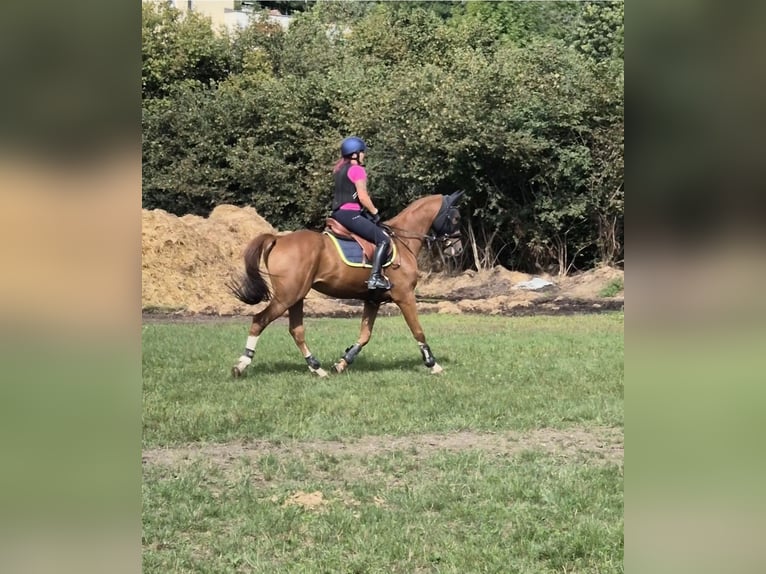 Cheval de sport hongrois Hongre 10 Ans 160 cm Alezan in Aspang