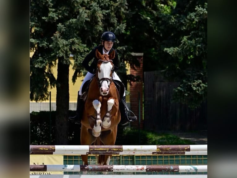 Cheval de sport hongrois Hongre 10 Ans 160 cm Bai cerise in Sződ