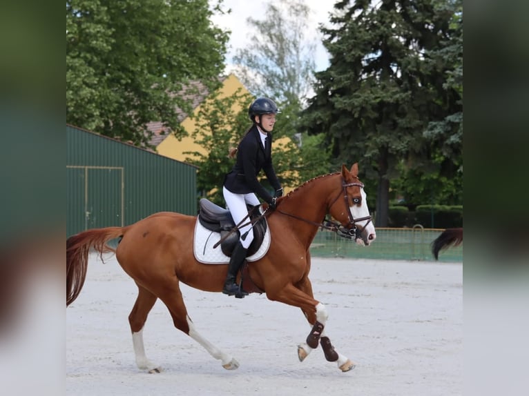 Cheval de sport hongrois Hongre 10 Ans 160 cm Bai cerise in Sződ