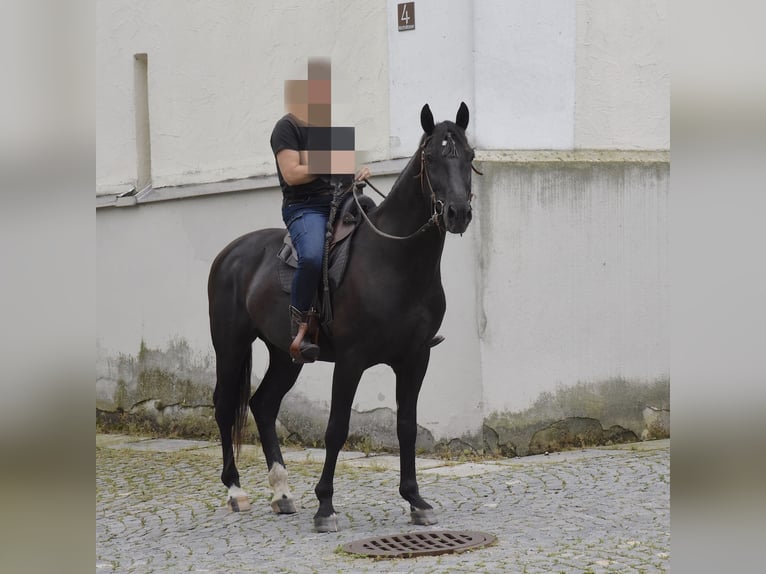 Cheval de sport hongrois Hongre 10 Ans 160 cm Noir in Altusried