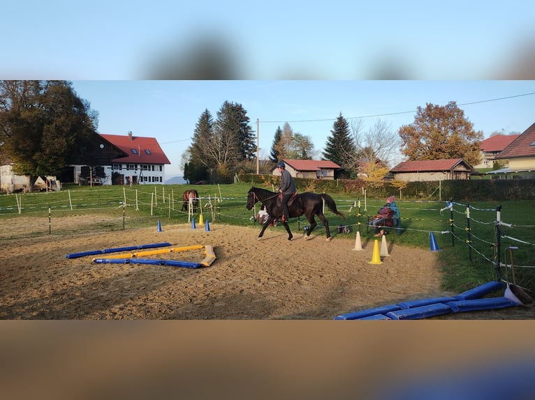 Cheval de sport hongrois Hongre 10 Ans 160 cm Noir in Altusried