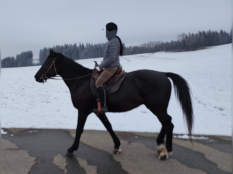 Cheval de sport hongrois Hongre 10 Ans 160 cm Noir in Altusried