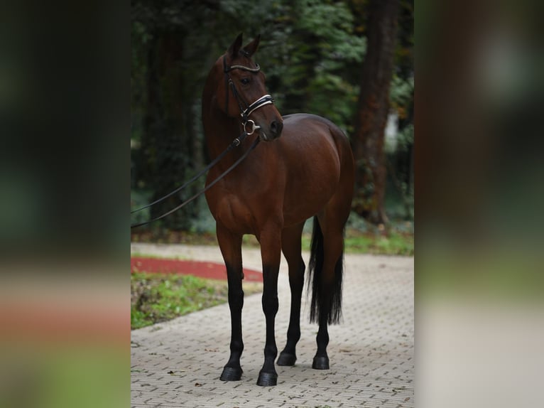 Cheval de sport hongrois Hongre 10 Ans 165 cm Bai in Königsdorf