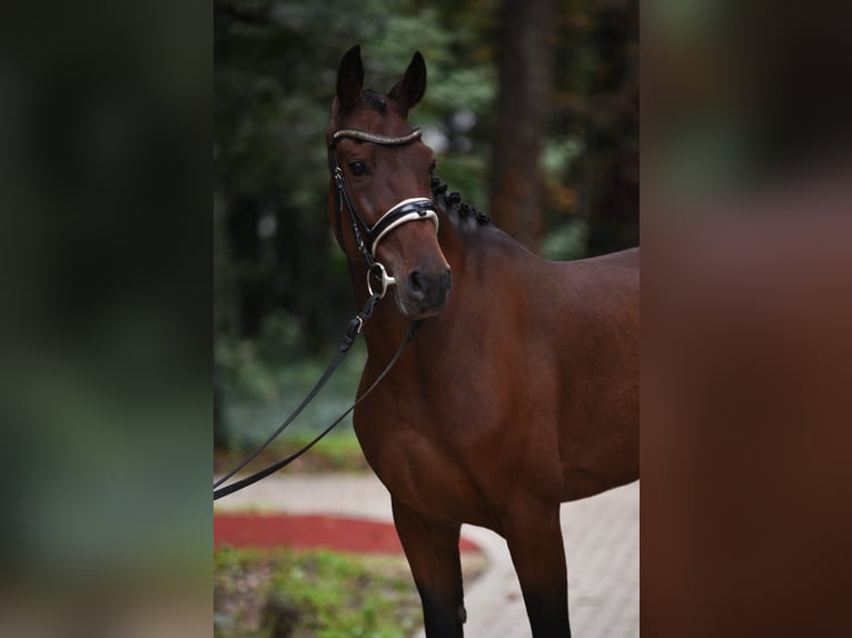 Cheval de sport hongrois Hongre 10 Ans 165 cm Bai in Königsdorf