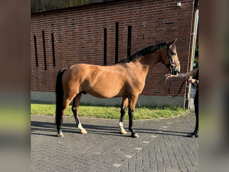 Cheval de sport hongrois Hongre 10 Ans 167 cm Bai brun in Isterberg