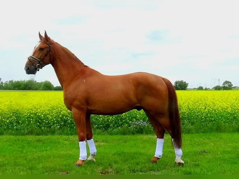 Cheval de sport hongrois Hongre 10 Ans 171 cm Alezan in Polen