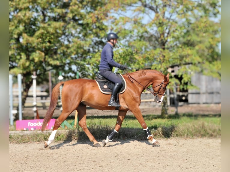 Cheval de sport hongrois Hongre 10 Ans 171 cm Alezan in Schattendorf