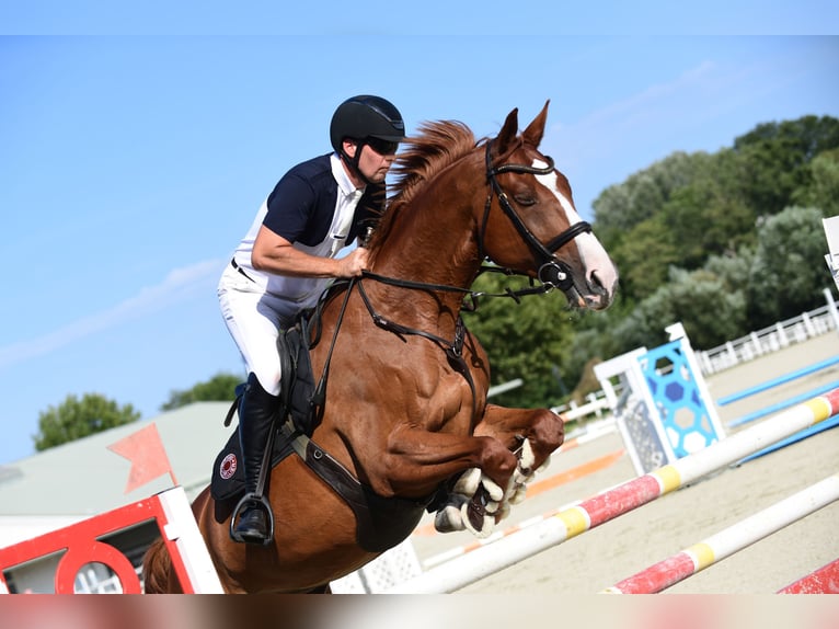 Cheval de sport hongrois Hongre 10 Ans 171 cm Alezan in Schattendorf