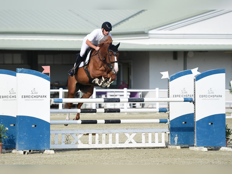 Cheval de sport hongrois Hongre 10 Ans 171 cm Alezan in Schattendorf