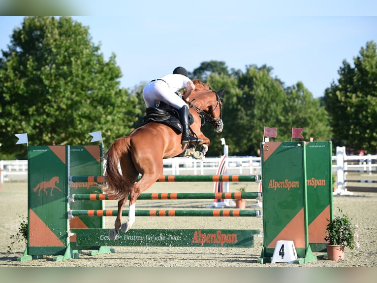 Cheval de sport hongrois Hongre 10 Ans 171 cm Alezan in Schattendorf