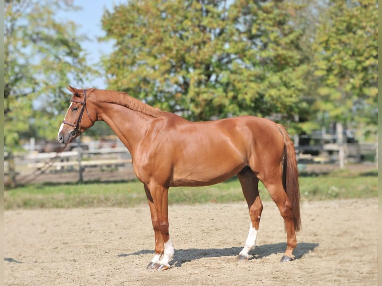 Cheval de sport hongrois Hongre 10 Ans 171 cm Alezan in Schattendorf