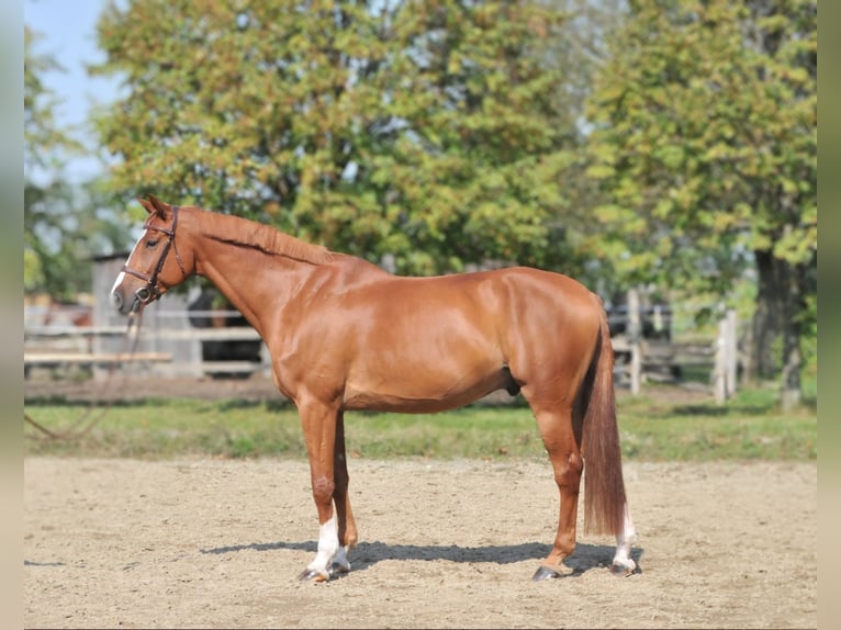 Cheval de sport hongrois Hongre 10 Ans 171 cm Alezan in Schattendorf