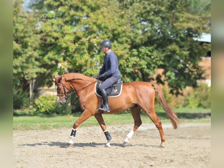 Cheval de sport hongrois Hongre 10 Ans 171 cm Alezan in Schattendorf