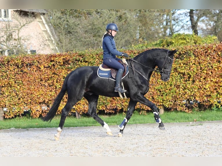 Cheval de sport hongrois Hongre 10 Ans 171 cm Noir in Wiener Neustadt