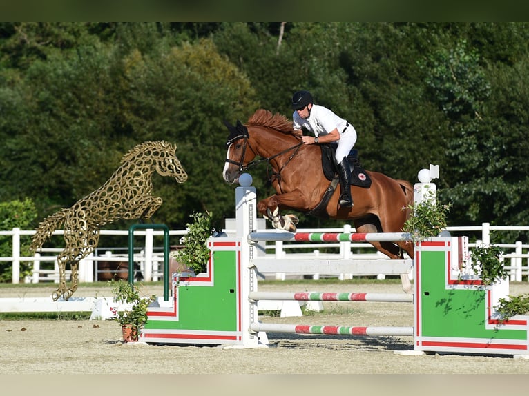 Cheval de sport hongrois Hongre 10 Ans 172 cm Alezan in Schattendorf