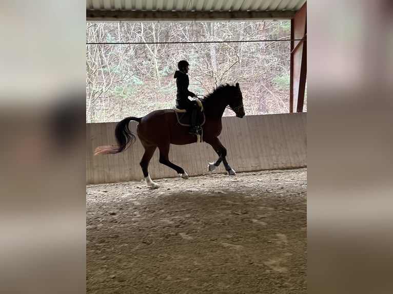 Cheval de sport hongrois Hongre 10 Ans 180 cm Bai in Loosdorf