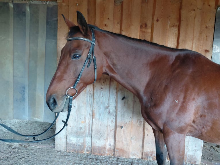 Cheval de sport hongrois Hongre 11 Ans 160 cm Bai in Immenstadt im Allgäu