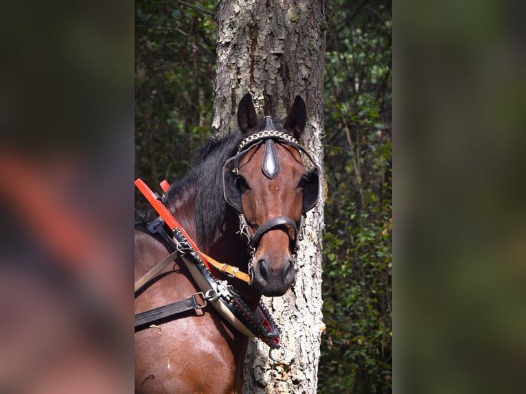 Cheval de sport hongrois Hongre 11 Ans 161 cm Bai in Mittenaar