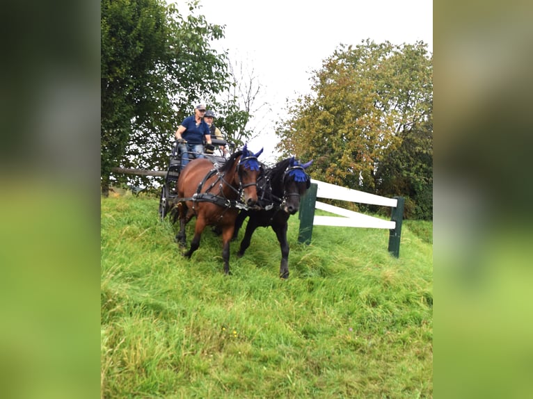 Cheval de sport hongrois Hongre 11 Ans 161 cm Bai in Mittenaar