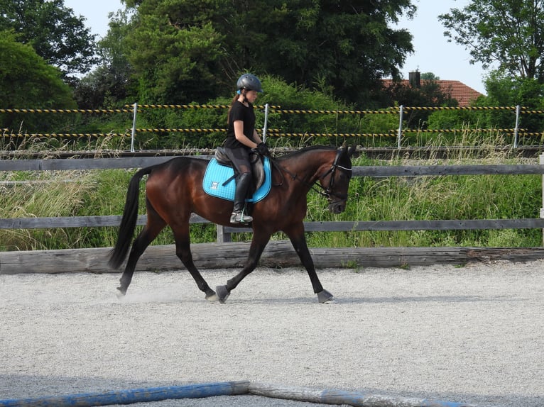 Cheval de sport hongrois Hongre 11 Ans 162 cm Bai brun in Übersee