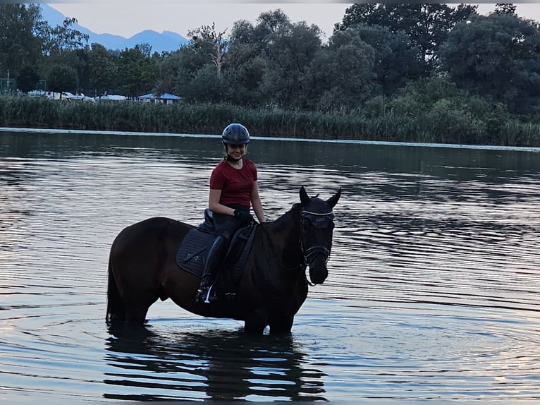 Cheval de sport hongrois Hongre 11 Ans 162 cm Bai brun in Übersee