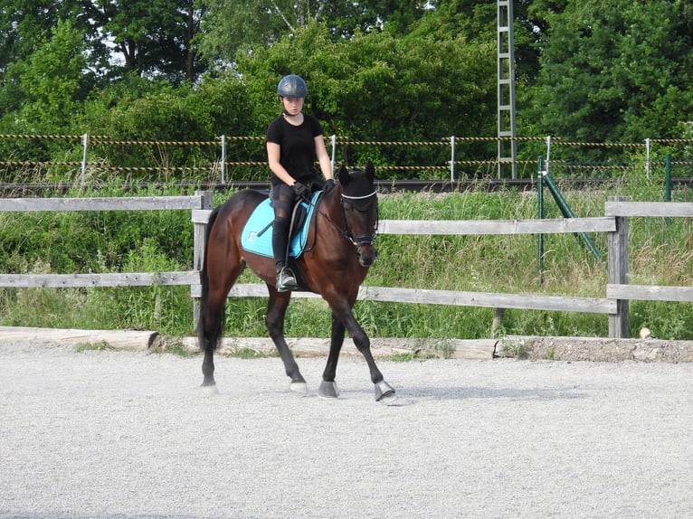 Cheval de sport hongrois Hongre 11 Ans 162 cm Bai brun in Übersee