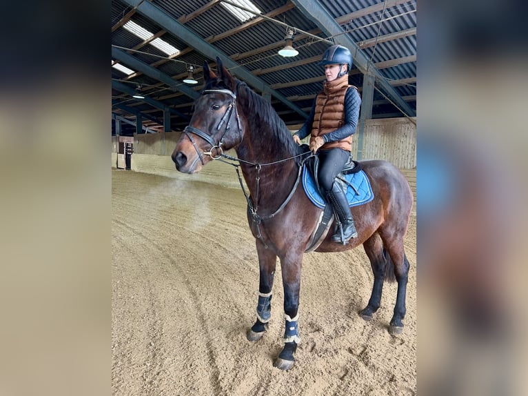 Cheval de sport hongrois Hongre 11 Ans 163 cm Bai brun in Pelmberg