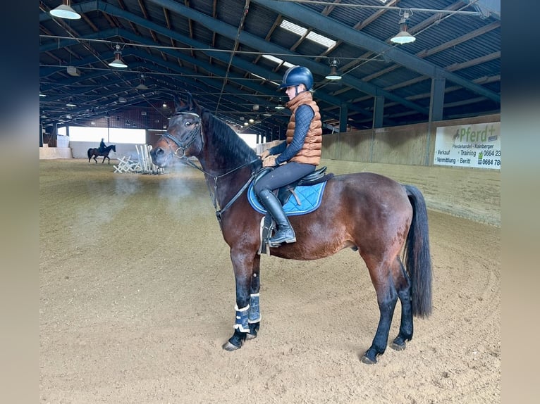 Cheval de sport hongrois Hongre 11 Ans 163 cm Bai brun in Pelmberg